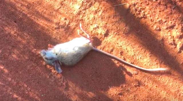 Dead Rat in desert