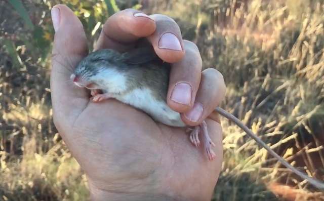 Rescue Mouse