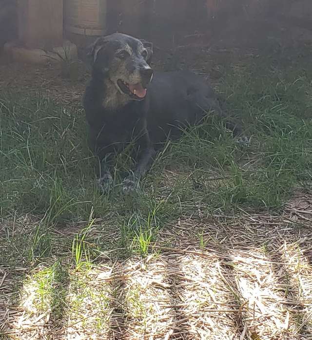 Community rises to help the homeless man and his dog reunite after seeing their heartbreaking goodbye