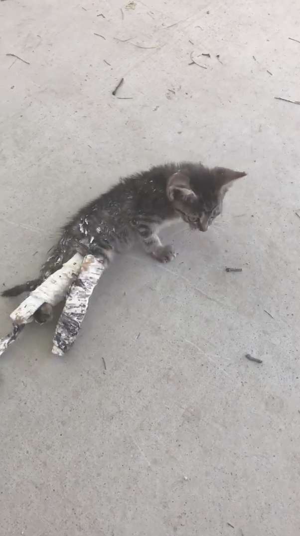 Kids Rescue A Stray Kitten In Casts As It Was Abandoned On The Streets