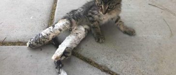 Kids Rescue A Stray Kitten In Casts As It Was Abandoned On The Streets