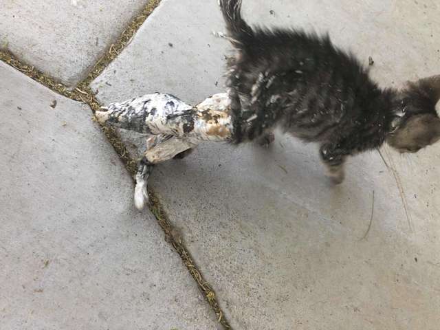 Kids Rescue A Stray Kitten In Casts As It Was Abandoned On The Streets