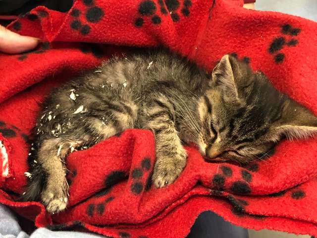 Kids Rescue A Stray Kitten In Casts As It Was Abandoned On The Streets