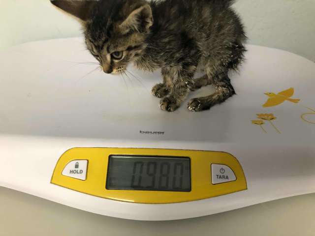 Kids Rescue A Stray Kitten In Casts As It Was Abandoned On The Streets