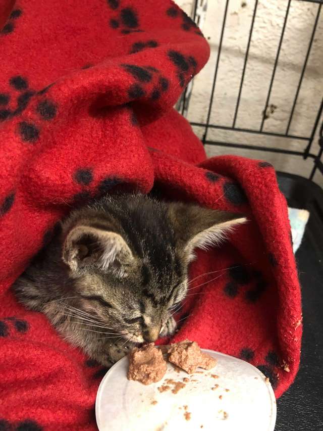 Kids Rescue A Stray Kitten In Casts As It Was Abandoned On The Streets