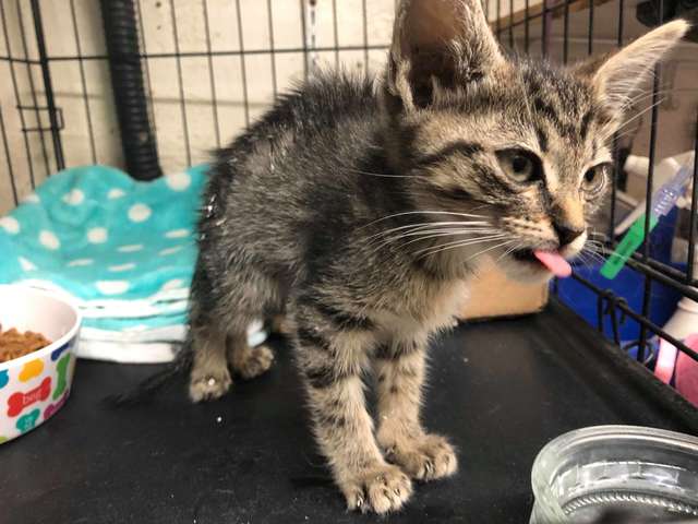 Kids Rescue A Stray Kitten In Casts As It Was Abandoned On The Streets