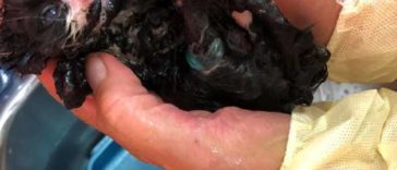 Lost Kitten Was Found Covered In Tar From Under A Dumpster