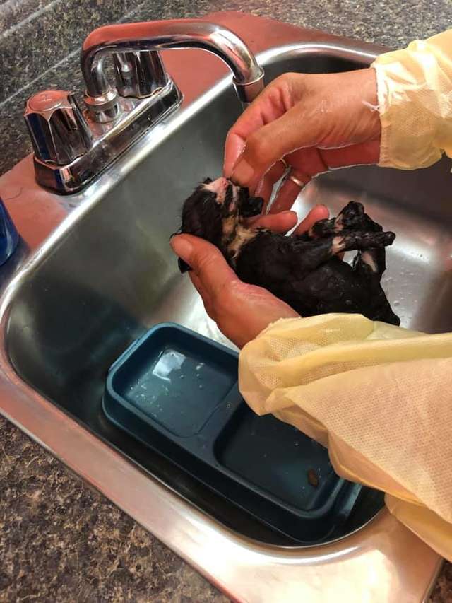 Lost Kitten Was Found Covered In Tar From Under A Dumpster