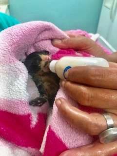 Lost Kitten Was Found Covered In Tar From Under A Dumpster