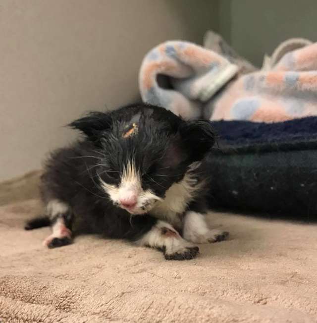 Lost Kitten Was Found Covered In Tar From Under A Dumpster