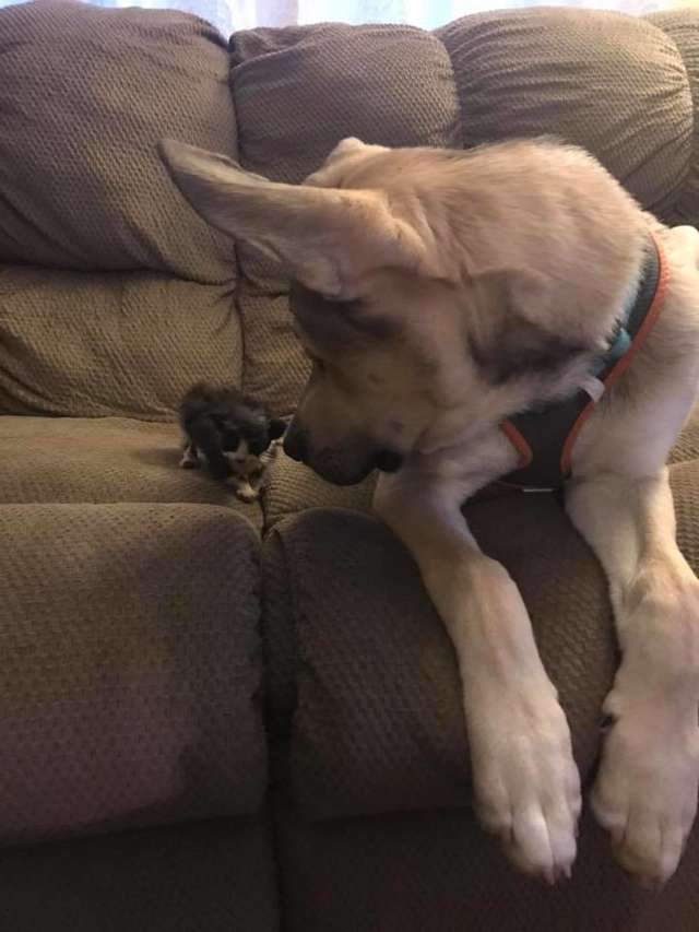 Lost Kitten Was Found Covered In Tar From Under A Dumpster