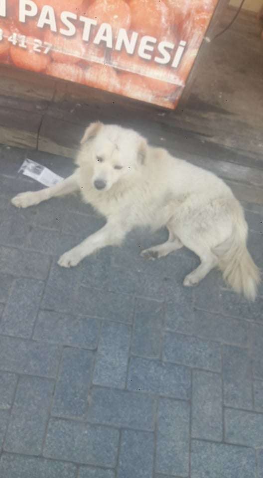 Lost Family Dog Was Living On Streets As A Stray Finally Found By His Family