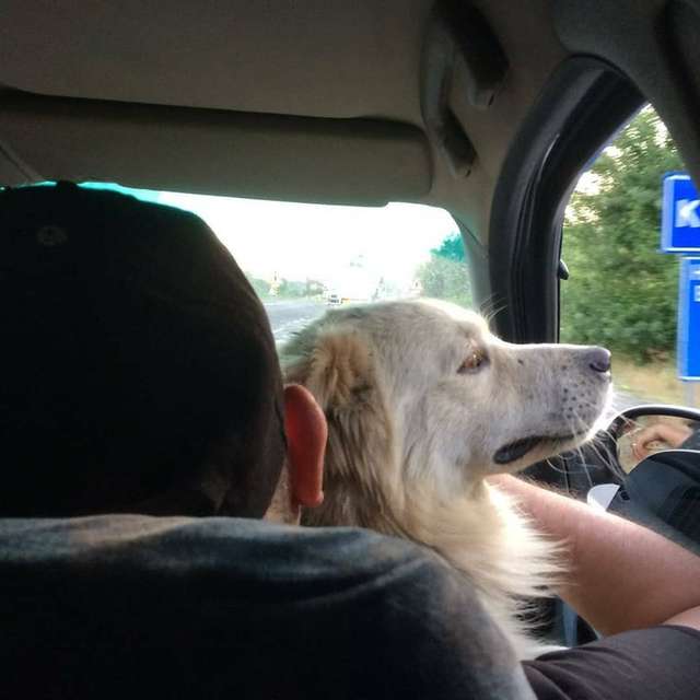 Lost Family Dog Was Living On Streets As A Stray Finally Found By His Family