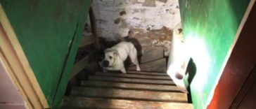 Man Moved To His New House Just To Find a Dog Trapped And Chained In The Basement