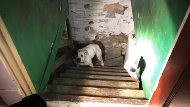 pit bull chained up in the basement