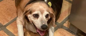 Obese Beagle On A Weight-Loss Journey To Lose 60 Pounds