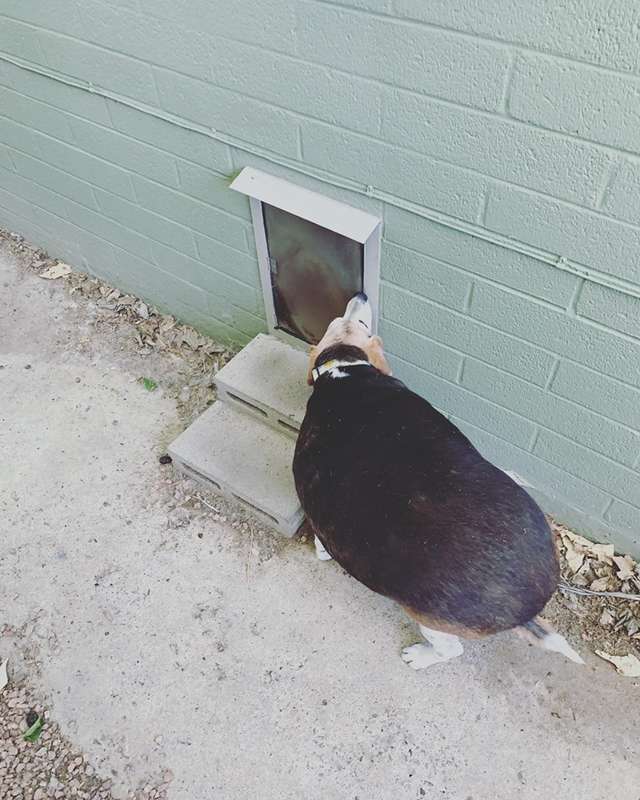 Obese Beagle On A Weight-Loss Journey To Lose 60 Pounds