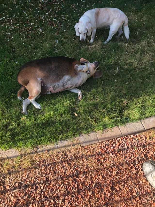Obese Beagle On A Weight-Loss Journey To Lose 60 Pounds