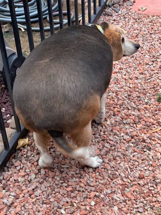 Obese Beagle On A Weight-Loss Journey To Lose 60 Pounds