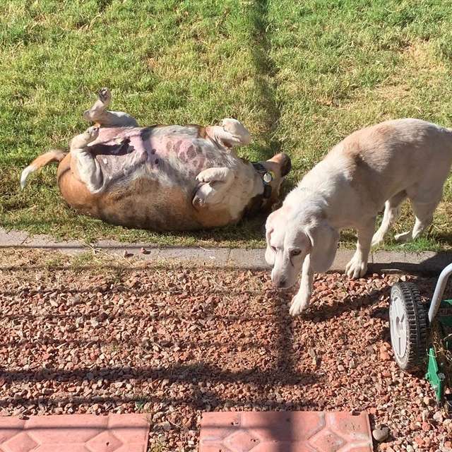 Obese Beagle On A Weight-Loss Journey To Lose 60 Pounds