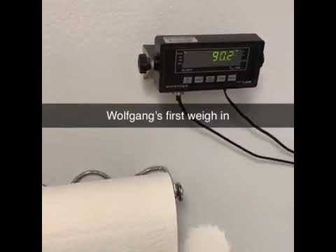 Obese Beagle On A Weight-Loss Journey To Lose 60 Pounds