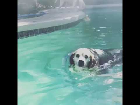 Obese Beagle On A Weight-Loss Journey To Lose 60 Pounds