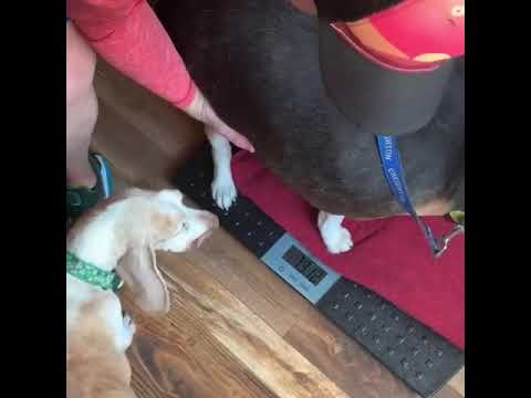Obese Beagle On A Weight-Loss Journey To Lose 60 Pounds