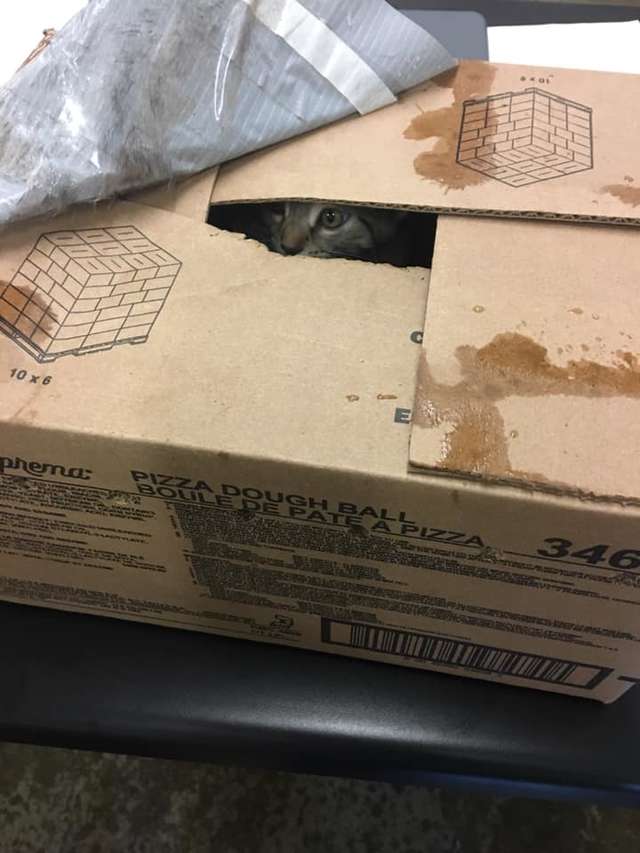 Shelter Staff Finds 3-Taped Up boxes And Make Shocking Discovery Inside