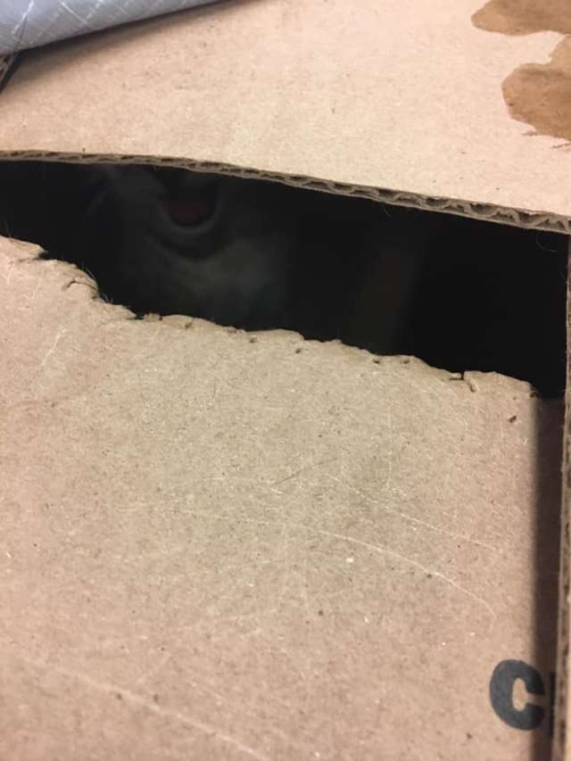 Shelter Staff Finds 3-Taped Up boxes And Make Shocking Discovery Inside