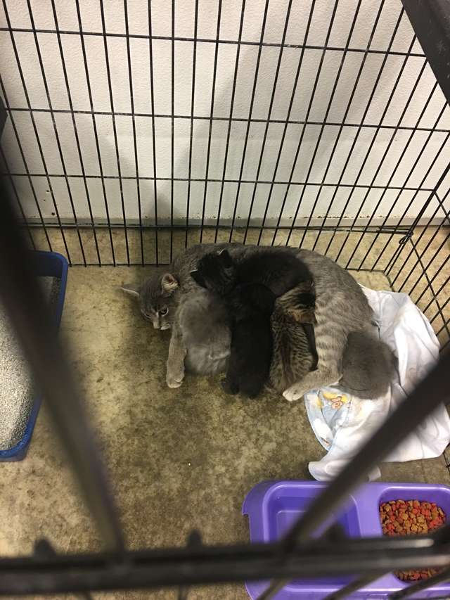 Shelter Staff Finds 3-Taped Up boxes And Make Shocking Discovery Inside