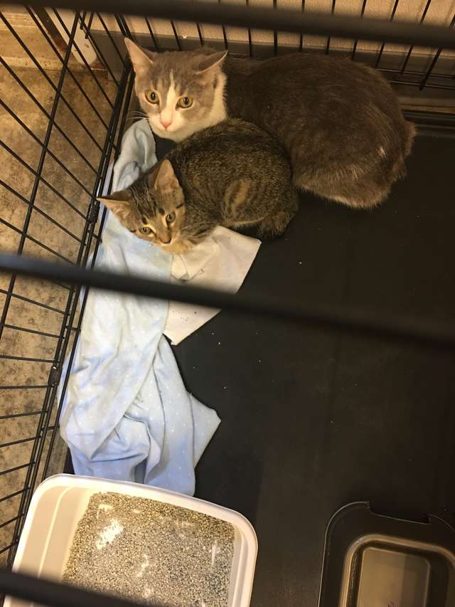 Shelter Staff Finds 3-Taped Up boxes And Make Shocking Discovery Inside