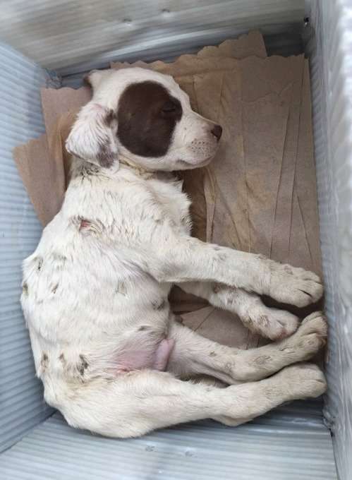 People Find A Stray Tiny Puppy Inside A Dumpster