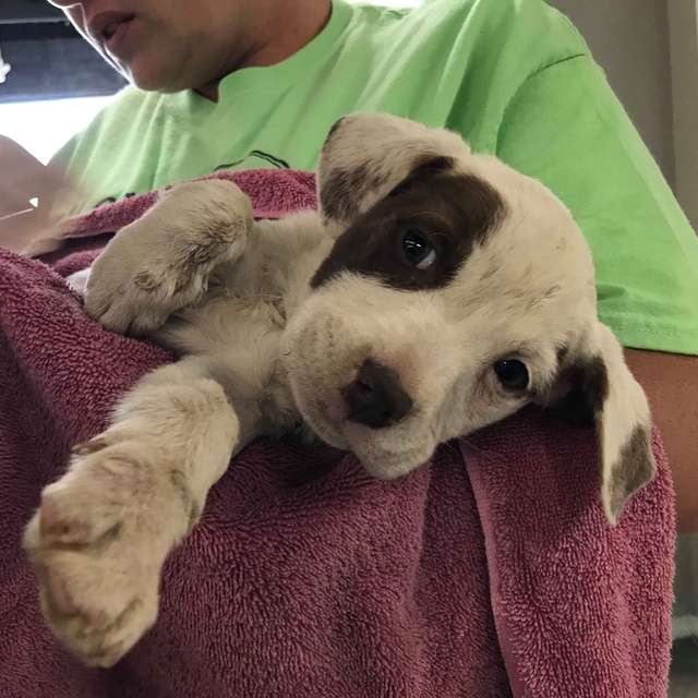 People Find A Stray Tiny Puppy Inside A Dumpster