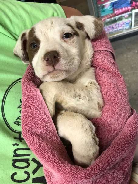 People Find A Stray Tiny Puppy Inside A Dumpster