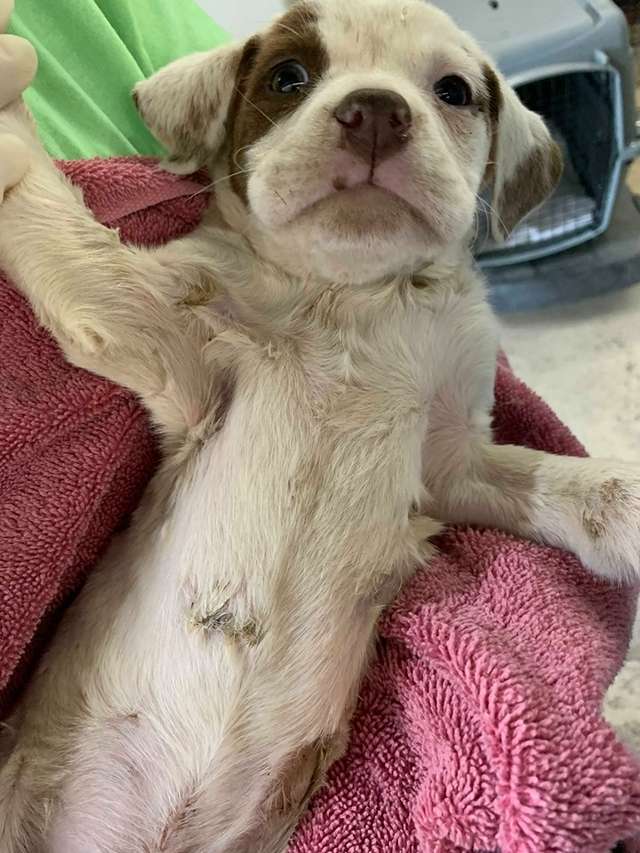 People Find A Stray Tiny Puppy Inside A Dumpster