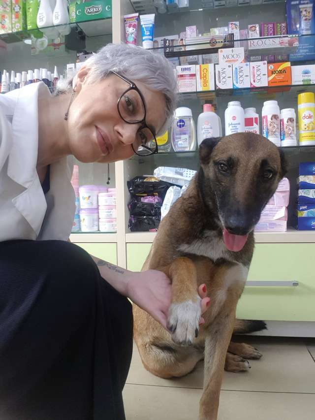 dog rest in one corner of her pharmacy