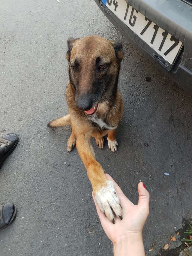 Dog Shake hand