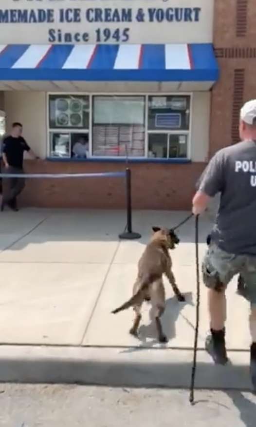 Police Dog Gets Super Excited As He Receives A Special Treat