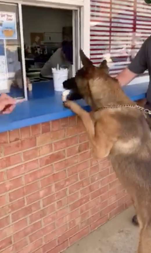 Police Dog Gets Super Excited As He Receives A Special Treat