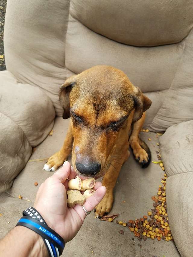 Hungry Dog Eating Food