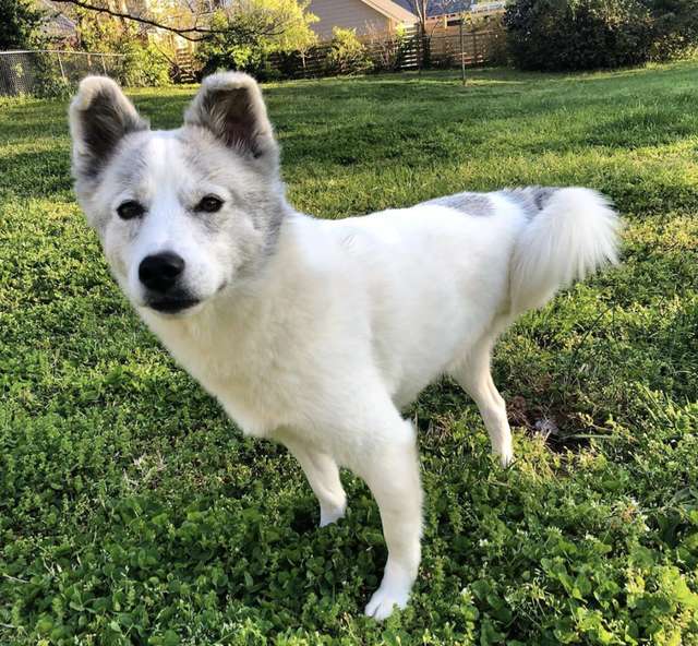 Puppy Learns Going Down The Stairs Same Way As Her 3-Legged Brother