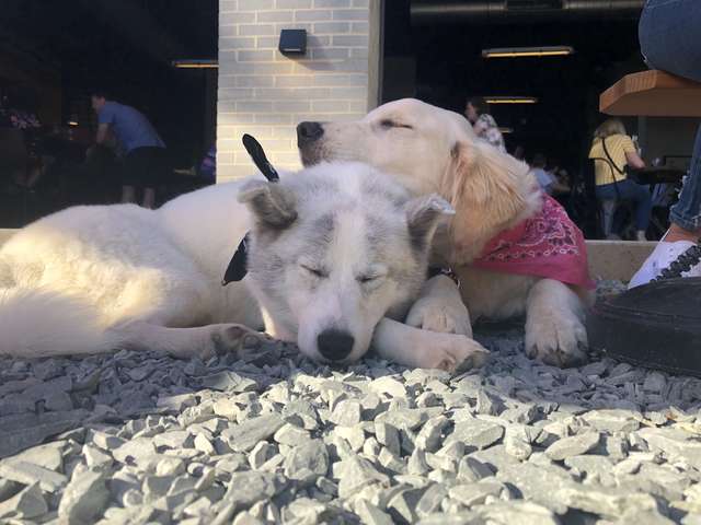 Puppy Learns Going Down The Stairs Same Way As Her 3-Legged Brother