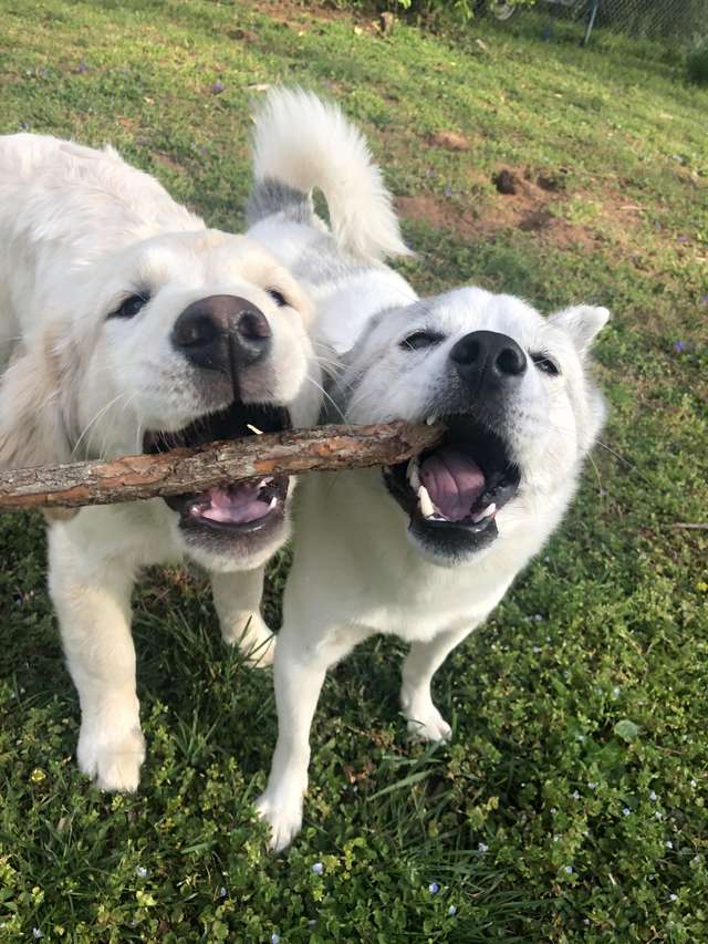 Puppy Learns Going Down The Stairs Same Way As Her 3-Legged Brother
