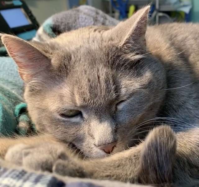 Shelter Cat Has An Obsession Of Going For Walks Only In The Stroller