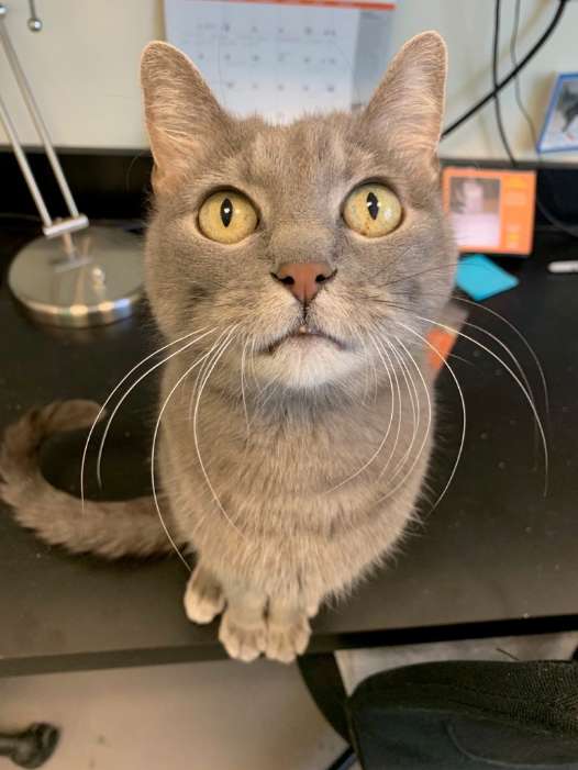 Shelter Cat Has An Obsession Of Going For Walks Only In The Stroller