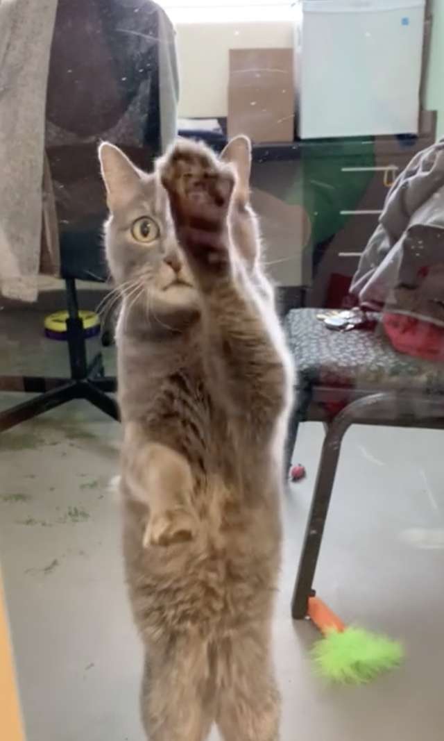 Shelter Cat Has An Obsession Of Going For Walks Only In The Stroller