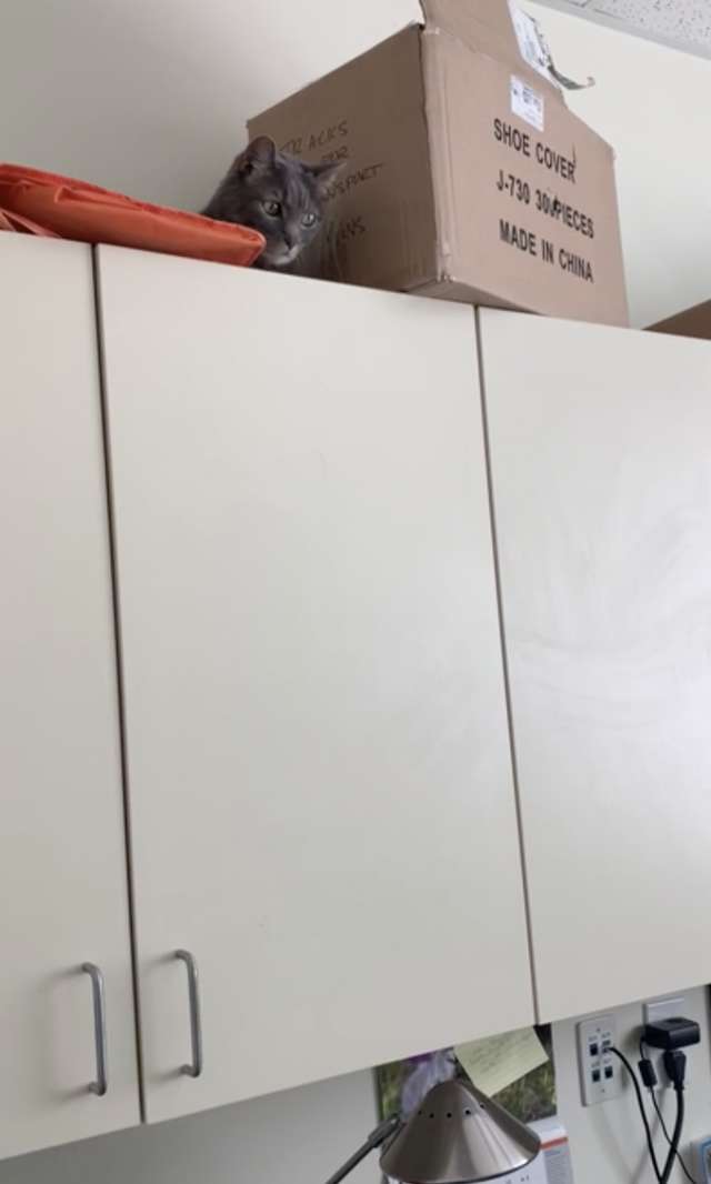 Shelter Cat Has An Obsession Of Going For Walks Only In The Stroller