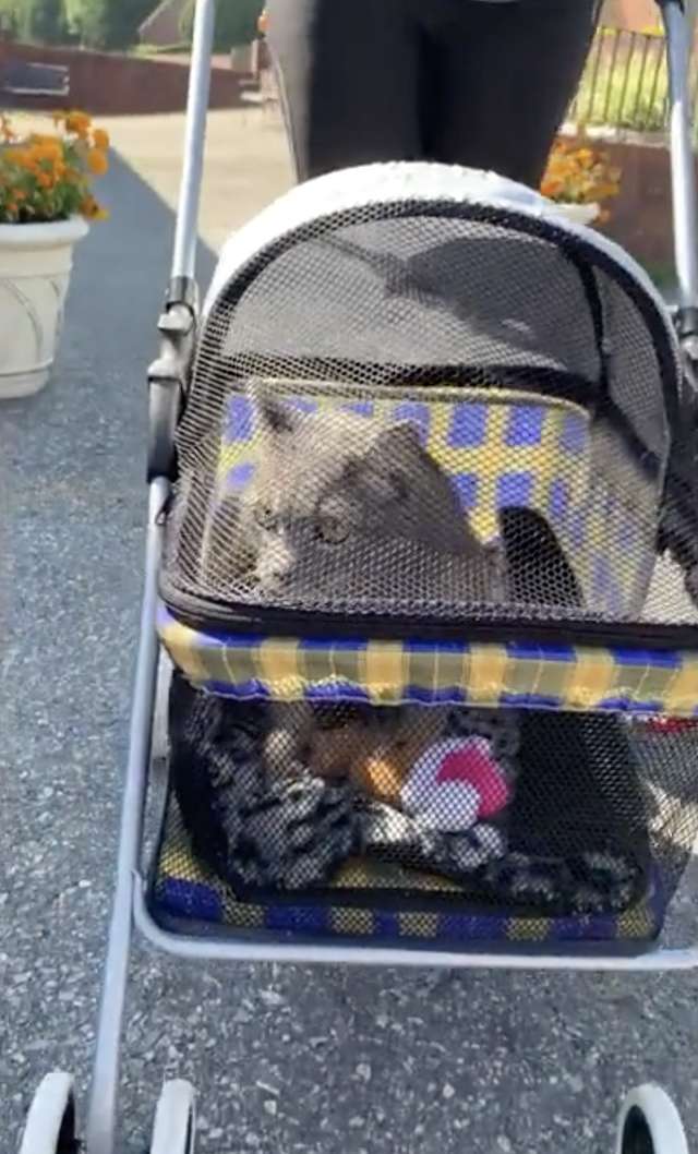 Shelter Cat Has An Obsession Of Going For Walks Only In The Stroller