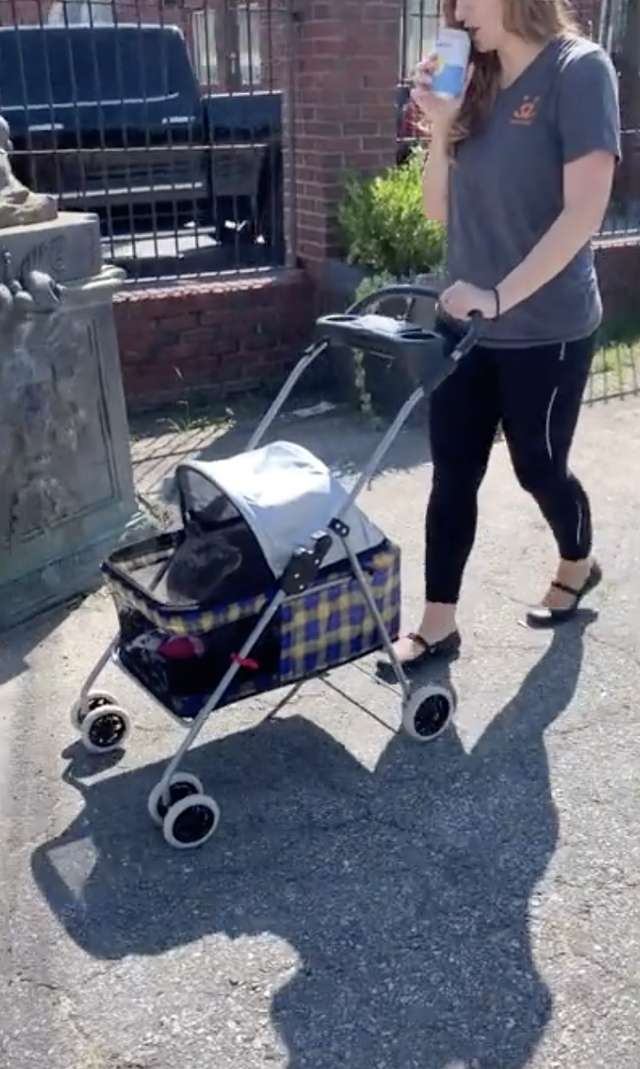 Shelter Cat Has An Obsession Of Going For Walks Only In The Stroller