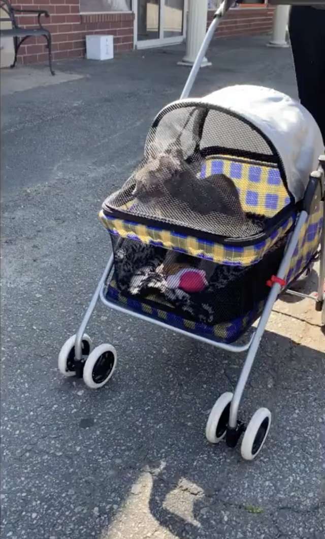 Shelter Cat Has An Obsession Of Going For Walks Only In The Stroller